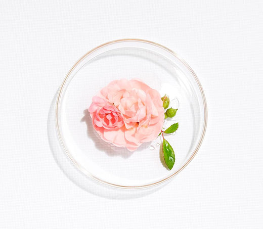 HUILE VÉGÉTALE DE ROSE MUSQUÉE