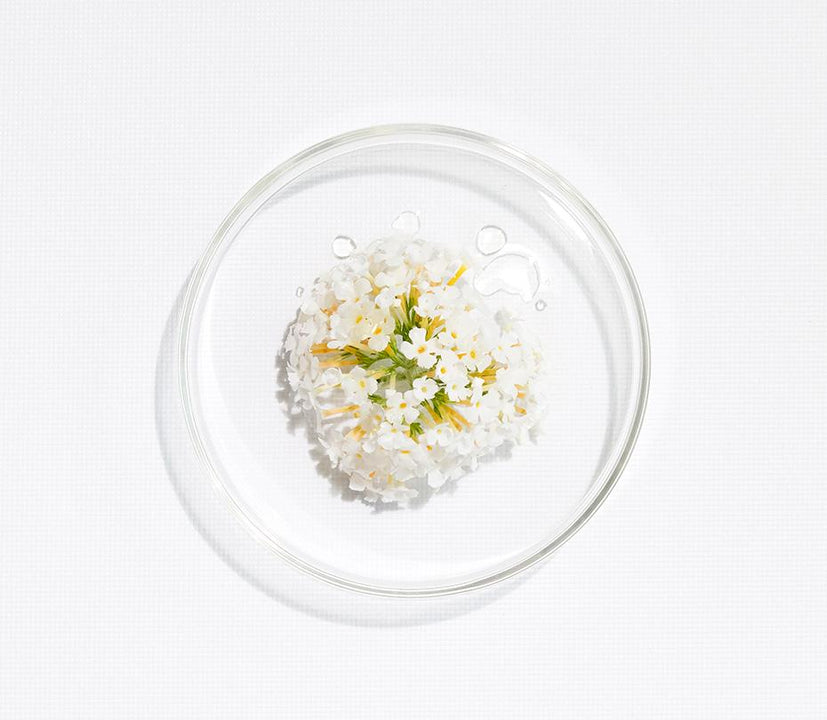 FLEUR DE L'ARBRE A PAPILLON